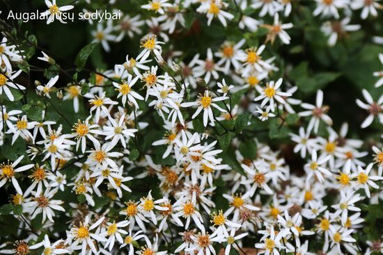 Skėstašakis astras (Aster divaricatus) 'Beth Chatto'